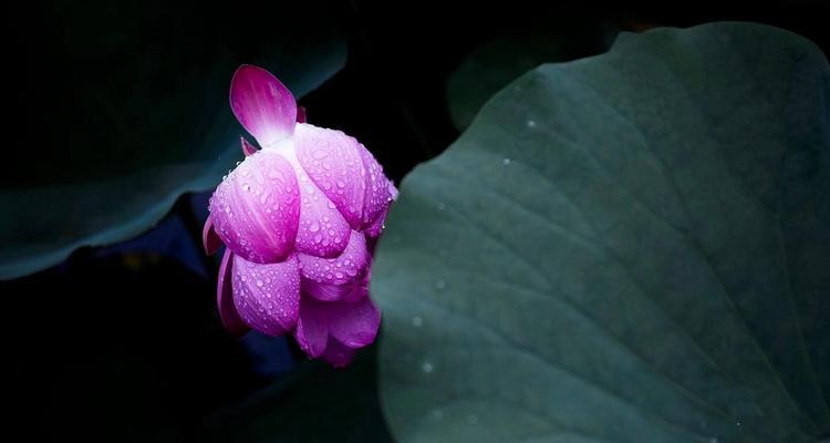 白色莲花的花语与象征意义（神圣纯洁）