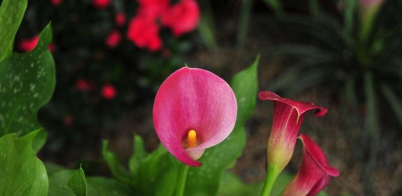 马蹄莲花语与寓意（探索马蹄莲花的神秘花语）