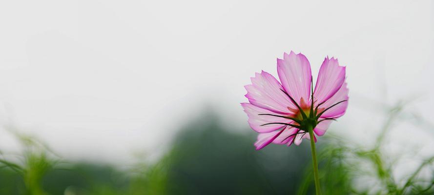 花开花谢，花语之美（以花语为纽带）