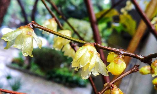 解读腊梅花语，传达春天的希望（腊梅花语是什么）