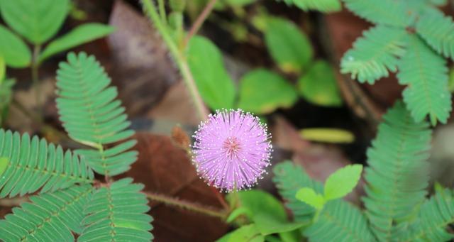 含羞草开花时间和频率（一年开几次花）