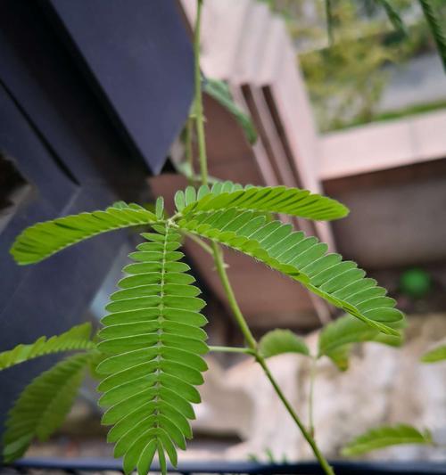 探秘含羞草的热带神秘（了解含羞草的习性和特点）