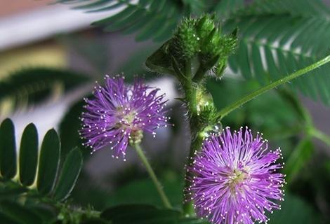 探秘含羞草——常绿草本植物的奥秘