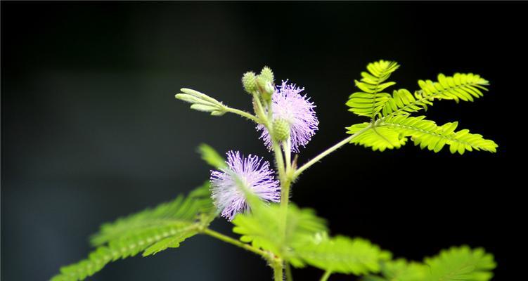 含羞草喜欢阳光吗？——探究含羞草的光照需求