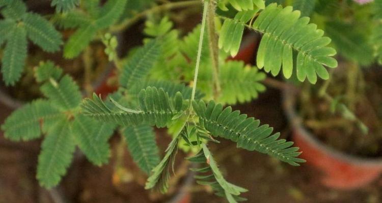 含羞草的种植方法与时间（让花园充满惊喜的含羞草栽培攻略）