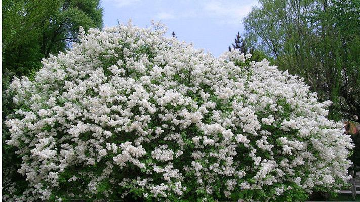 寒丁子花期及观赏技巧（寒丁子花期长短）