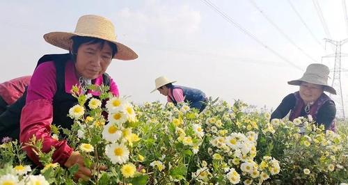 探秘杭白菊采摘时节（挖掘杭州名花背后的故事与奥秘）