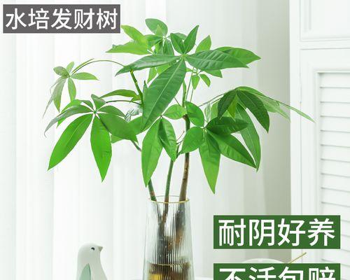 水培植物养护大全（让你拥有健康的室内花园）