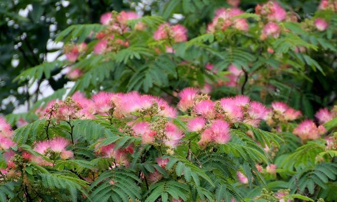 合肥市花是什么花（揭秘合肥市花及其文化内涵）