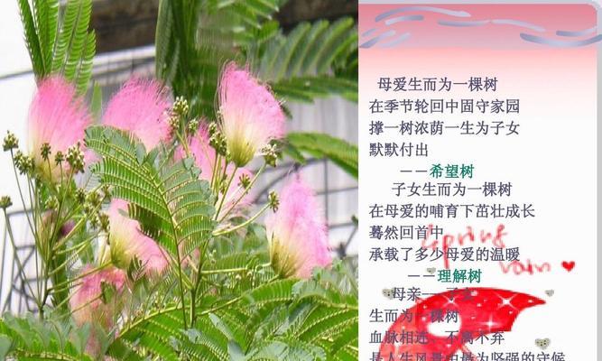 揭秘合欢花的产地——寻找花海背后的故事（从南方到北方）