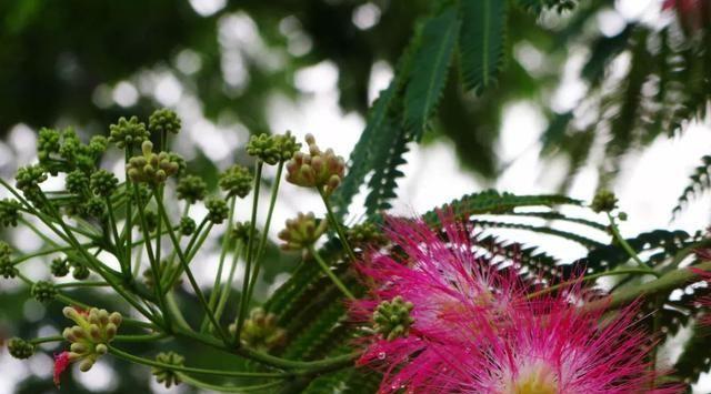 合欢花的开花时间和花期（了解合欢花的花开情况）