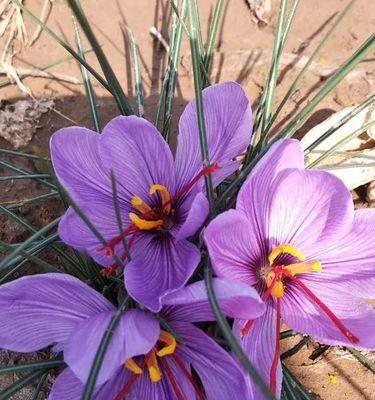 不容错认的花——藏红花近似花卉剖析（揭秘和藏红花相似的花卉及其特点）