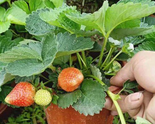 与草莓长得很像的植物——野草莓（探秘野草莓的外貌）