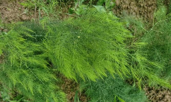 探秘与芦笋相似的草（揭开神秘草的面纱）