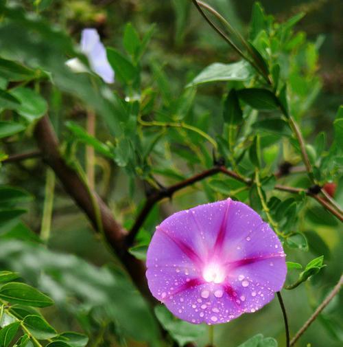 美丽的牵牛花姊妹花（探秘和牵牛花很像的花）