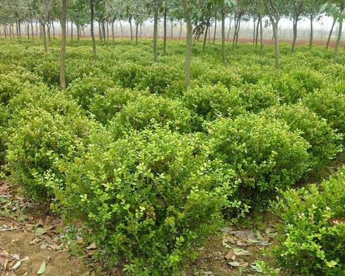 小叶黄杨并非水生植物（认识小叶黄杨的生态特征与适宜栽培环境）