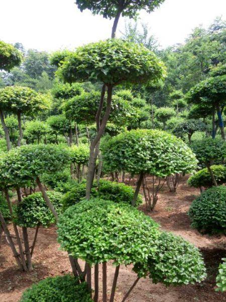 小叶女贞是否为落叶植物（探讨小叶女贞的叶子特征及生长习性）