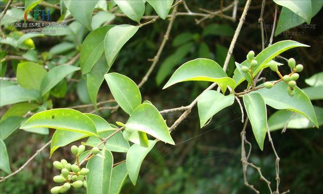 小叶女贞的生长与特性（探究这种美丽的木本植物）