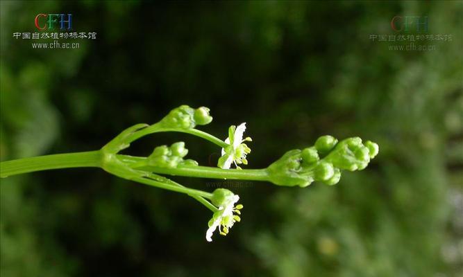 探秘泻叶——一种具有药用价值的常见植物（泻叶的特征）