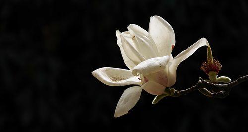 辛夷，香气四溢的美丽植物（揭秘辛夷的品种）