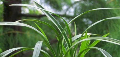 柳枝泡水浇花得宜（春风吹又生）