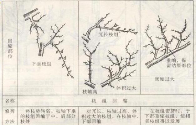 幸福树修剪指南（剪枝技巧与注意事项）