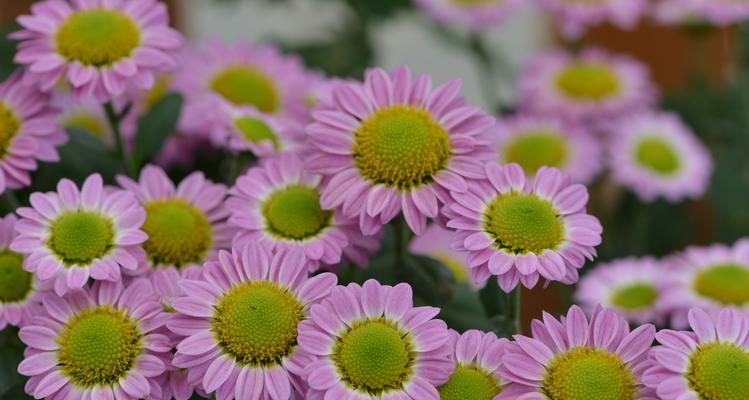 白菊花的花语与意义（白菊花传递的纯洁和勇气）