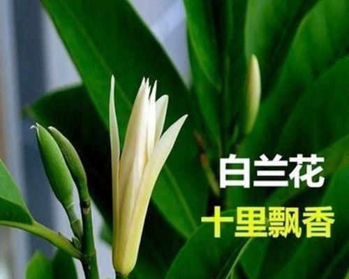 白兰花的美丽与深意（探寻白兰花的寓意与象征）