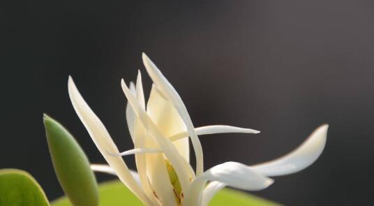 白兰花花语的奇妙意义（探索白兰花花语的深刻内涵）