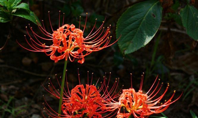 白色彼岸花的神秘花语（揭秘白色彼岸花背后的花语之谜）