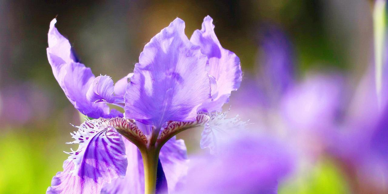 白色鸢尾花与紫色鸢尾花（揭开鸢尾花背后的神秘密码）