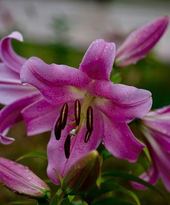 百合的含义意思（花开花谢）