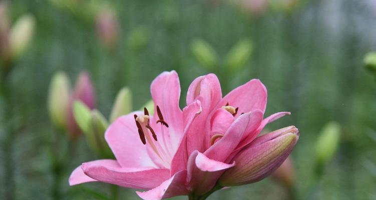 百合花的花语及其象征意义（美丽的百合花散发着爱）