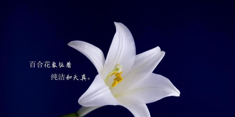 百合花语——纯洁与祝福（揭开百合花背后的花语之谜）