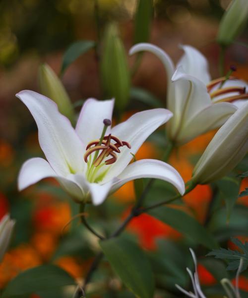 百合花的象征意义及传承（揭秘百合花的神秘符号与象征）