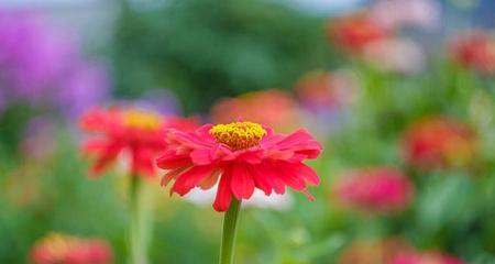 百日菊语的象征意义（传递感恩与希望的花朵）