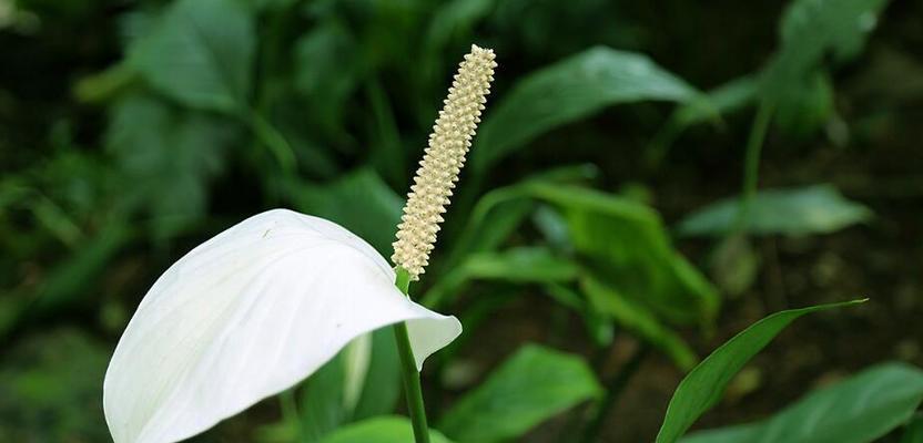 探索花语（解读花语的奥秘）