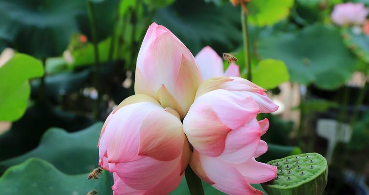 并蒂莲花（盛开在水面上的双生奇迹）