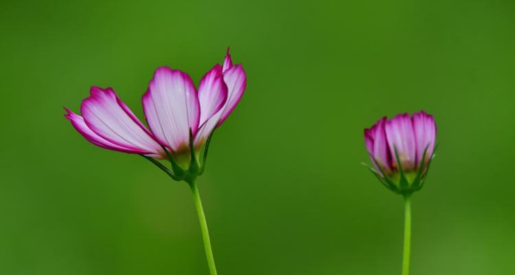 以波斯菊的花语波斯菊的传说（传说中的波斯菊花语及其背后的神秘故事）