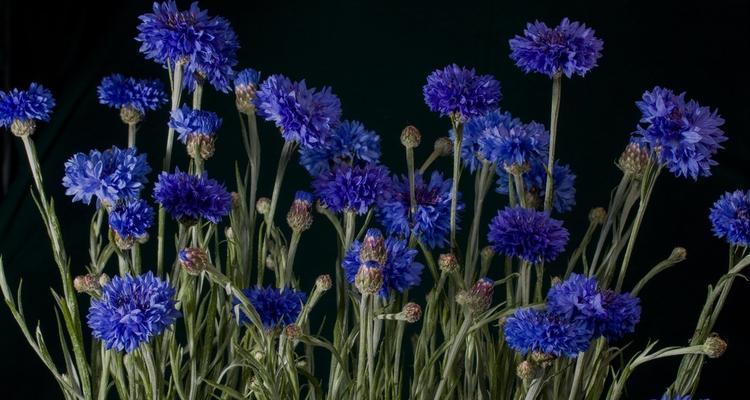 蓝色矢车菊花语的深刻内涵（解读蓝色矢车菊的花语与象征意义）