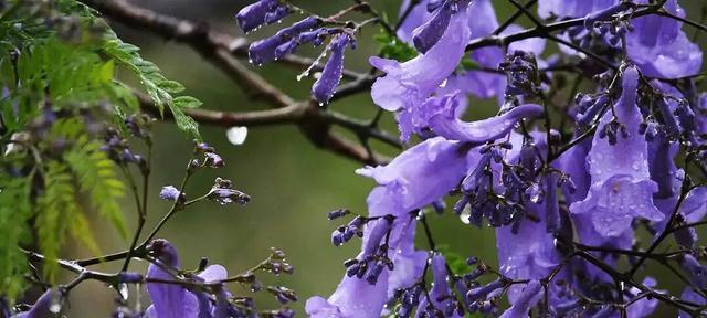 蓝楹花的花语及其意义解读（探寻蓝楹花的象征与内涵）