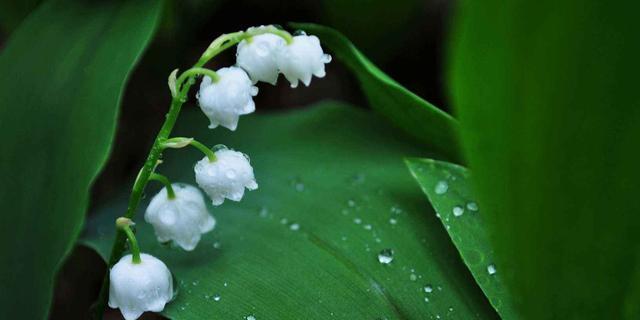 探寻花海深处的美——冷门花名花语盘点（发现隐藏的花朵美丽与含义）