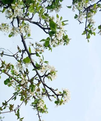 梨花的花语与象征意义——美丽与纯洁的代表（梨花的花语）