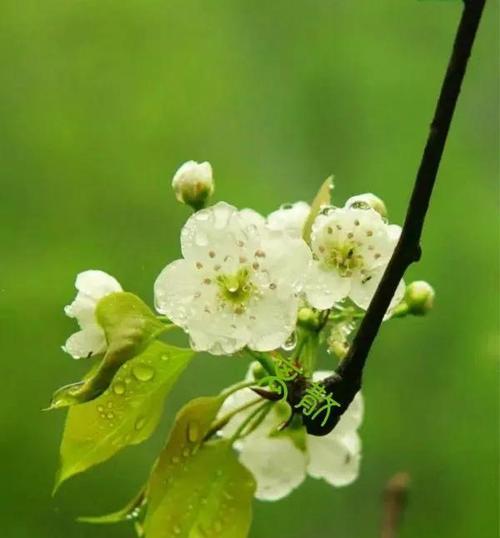 梨花的花语与寓意（梨花花语的文化内涵及相关传说）