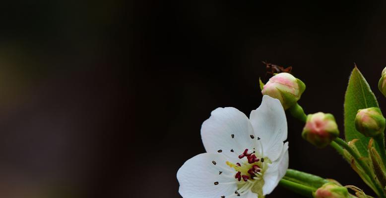 梨花之寓意与象征（美丽绽放的梨花隐含的深意）