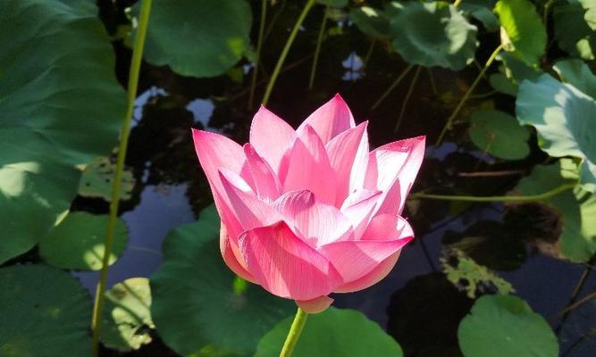 莲花的寓意与象征（探索莲花在文化与宗教中的意义与象征）