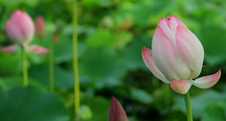 莲花花语传递的深刻含义（探究莲花花语的多重寓意）