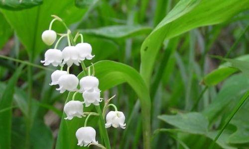 铃兰花（探秘铃兰花的花语与传说）