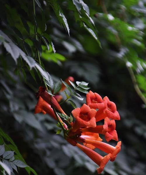 凌霄花的花语及其寓意（探寻凌霄花的神秘花语世界）