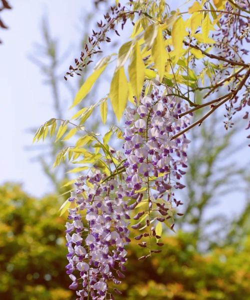 流苏花的花语之美（解读流苏花的象征与寓意）